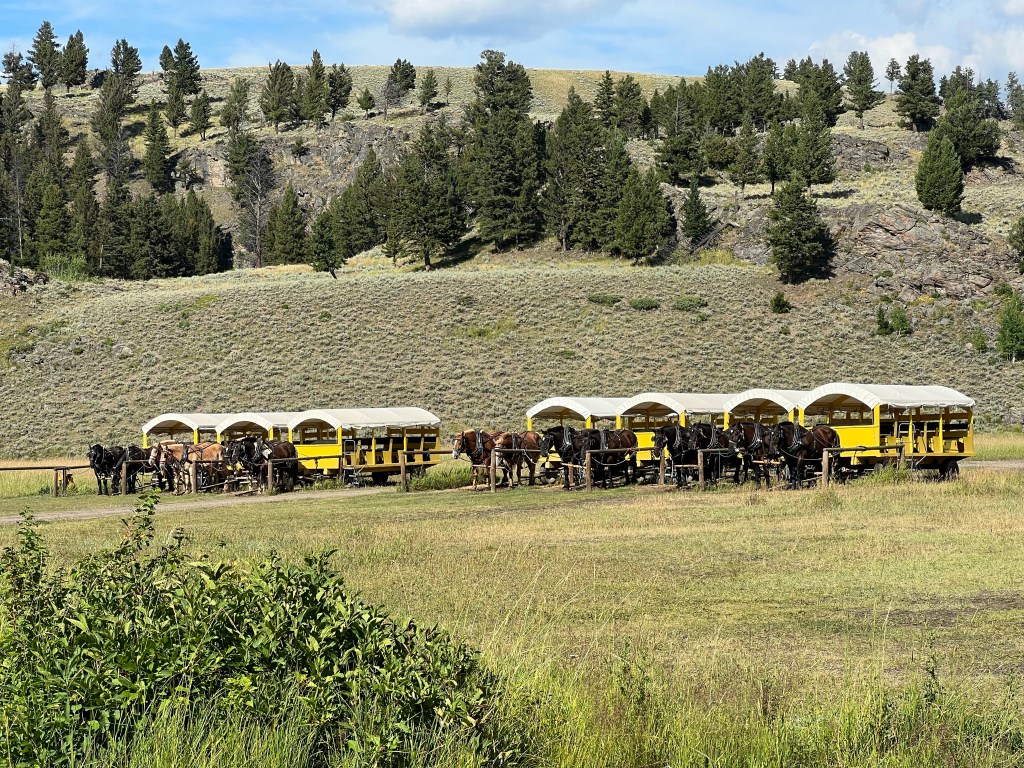 Yellowstone National Park: Mammoth Springs and Roosevelt Corral (Day&nbsp;3)