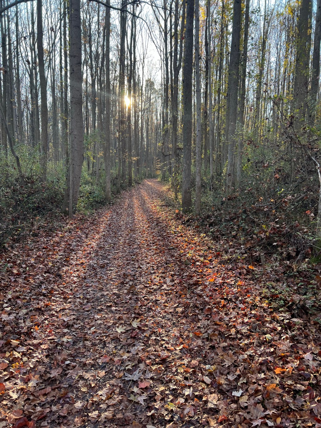 Trail Review: Lums Pond State Park’s Little Jersey&nbsp;Trail