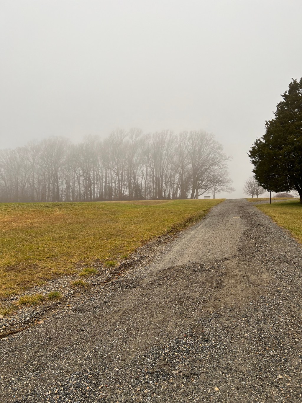 Lost in the&nbsp;Fog