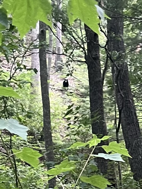 Shenandoah Backpacking Day 3: The Capital&nbsp;W